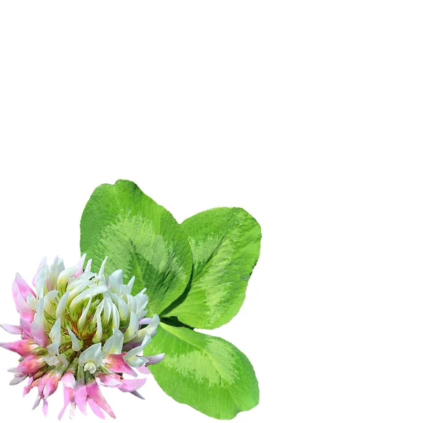 Άνθος και φύλλα τριφυλλιού (Trifolium)). — Φωτογραφία Αρχείου