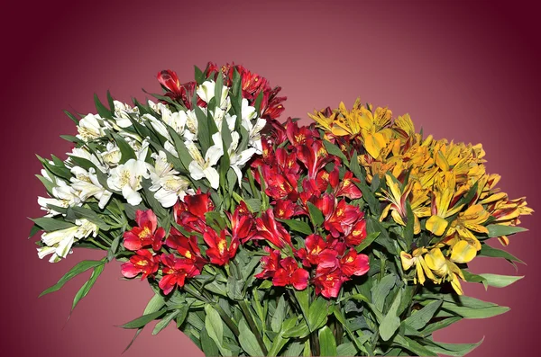Bukiet kwiatów jasny. — Zdjęcie stockowe