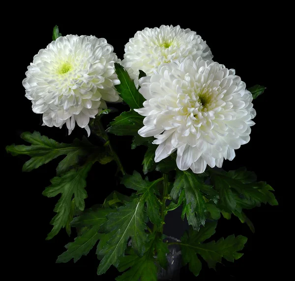 Boeket van witte bloemen — Stockfoto