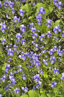 Menekşe - çiçek arka plan.