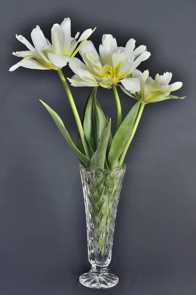 Tres delicados tulipanes — Foto de Stock