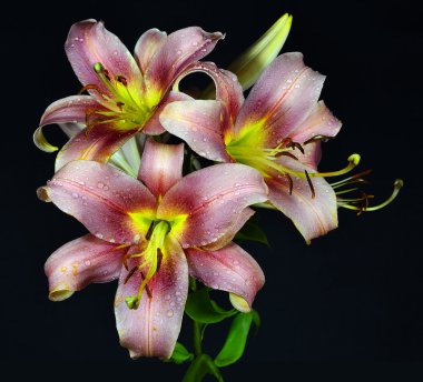 Hassas lilyum çiçek sarı, pembe