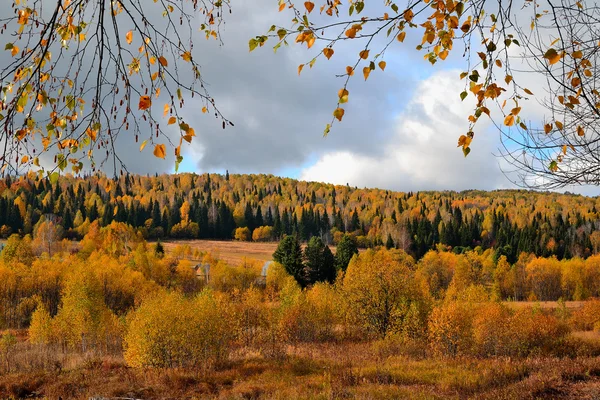 Kleurrijke herfst bos — Stockfoto