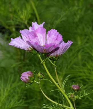 Pembe cosmos çiçek ve tomurcukları 