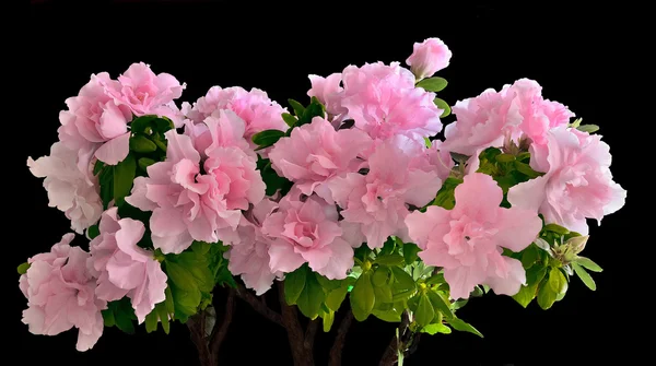 Fiori di azalea rosa in fiore — Foto Stock