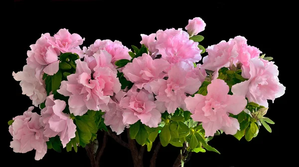 pembe açelya çiçek çiçeklenme