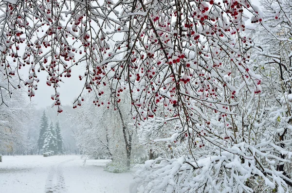 Sněžení v city parku zimní pozadí — Stock fotografie