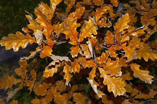 Goldener Eichenzweig im Herbst — Stockfoto