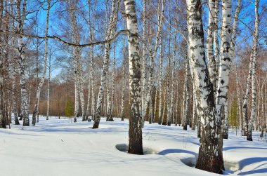 birchwood erken ilkbaharda.