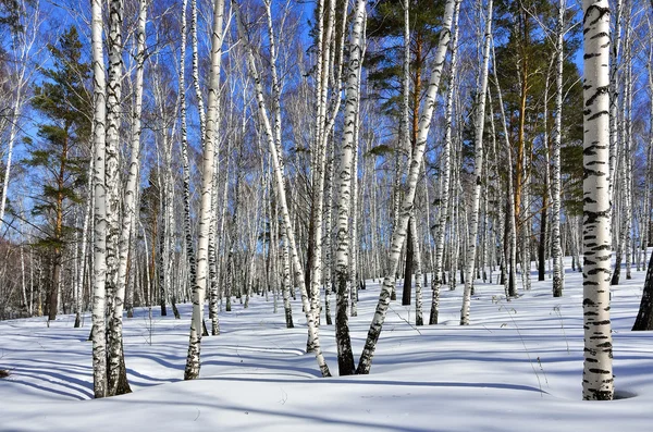 Birchwood erken ilkbaharda. — Stok fotoğraf