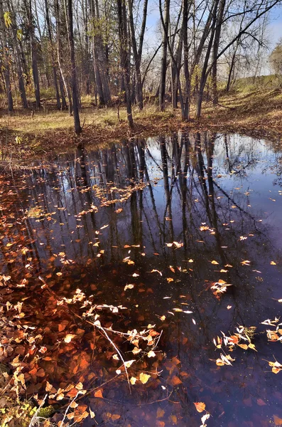 Herfstbladeren in water met bomen reflectie. — Stockfoto