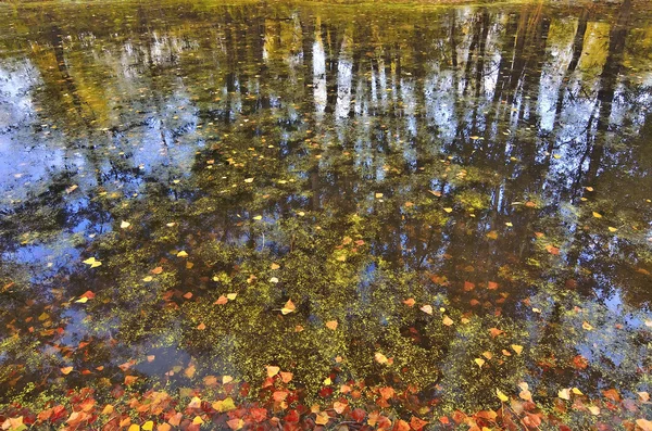 Feuilles d'automne dans l'eau — Photo