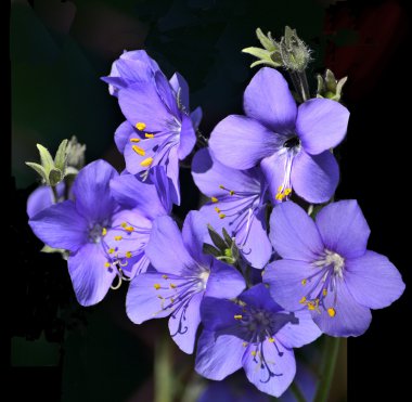 Yunan kediotu (polemonium caeruleum).