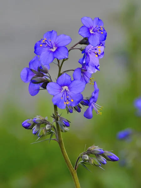 Griekse valerian (polemonium caeruleum). — Stockfoto