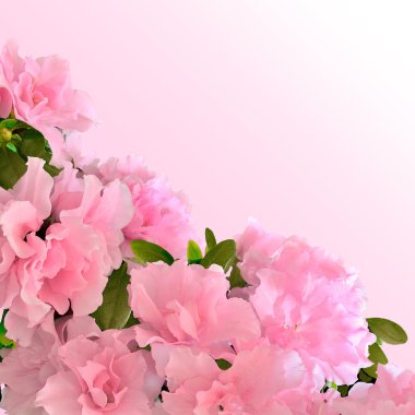 pembe açelya çiçek çiçeklenme