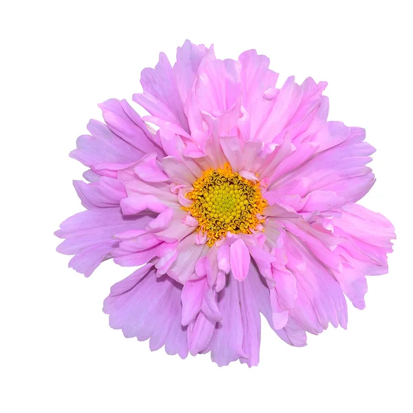 Uma flor de cosmos rosa — Fotografia de Stock