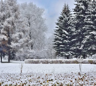 Karla kaplı köknar ağaçları ile güzel kış manzarası
