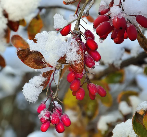 Röda bär av Berberis snötäckta — Stockfoto