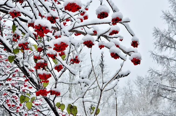 いくつか最後緑の葉雪とナナカマドの赤い実が覆われて — ストック写真