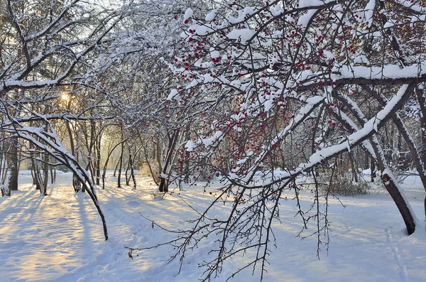 Paisaje de invierno en un día soleado. — Foto de Stock