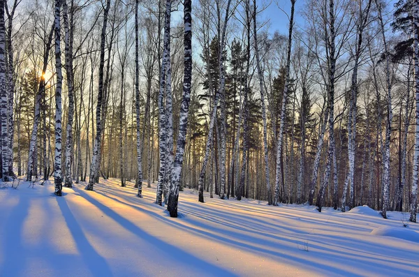 Wunderschöner goldener Sonnenuntergang im Winterbirkenwald — Stockfoto