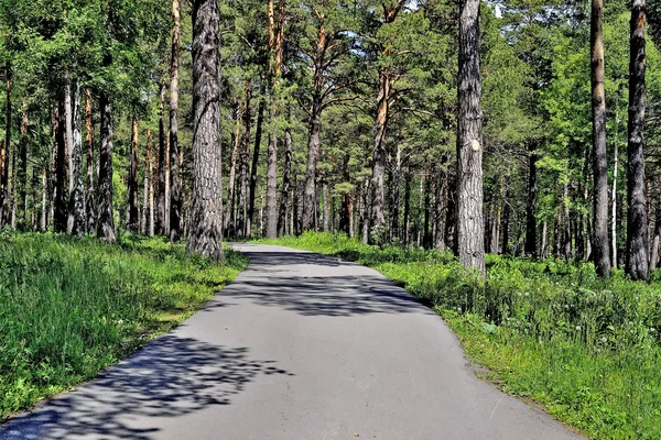 Camino de la Salud en el parque entre enormes pinos . — Foto de Stock