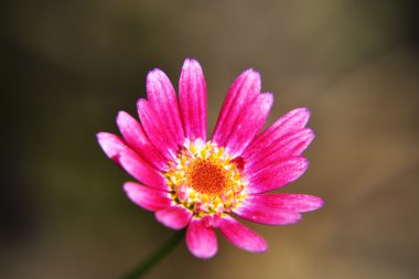 güzel bir kırmızı çiçek