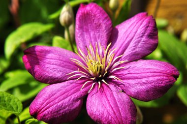 güzel bir mor çiçek