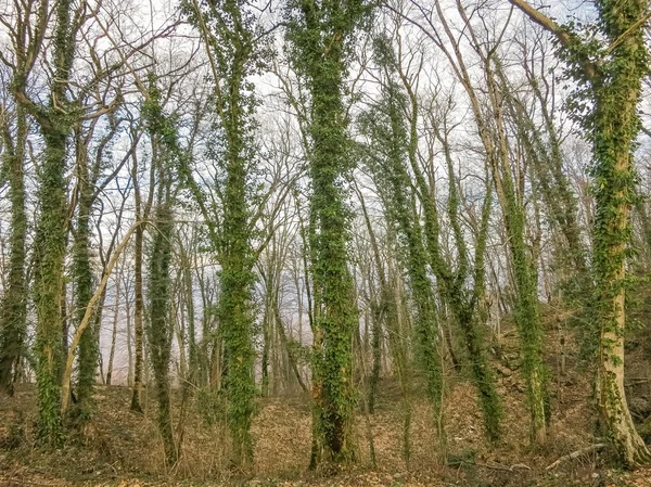 Prachtige natuur van Rusland — Stockfoto