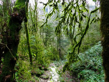 Rusya'nın güzel doğa