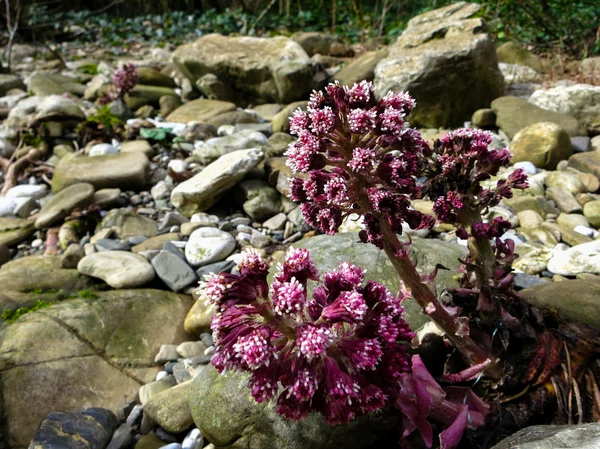 Vackra naturen i Ryssland — Stockfoto