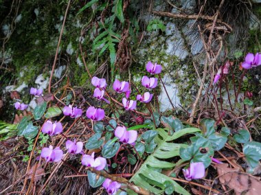 Rusya'nın güzel doğa