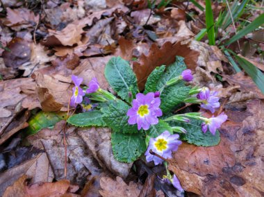 Rusya'nın güzel doğa
