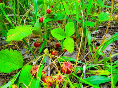 Rusya'nın güzel doğa