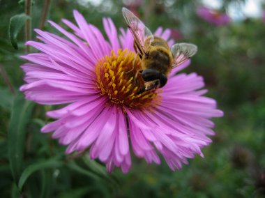 Rusya'nın güzel doğa