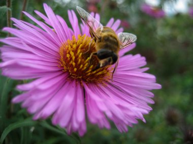Rusya'nın güzel doğa