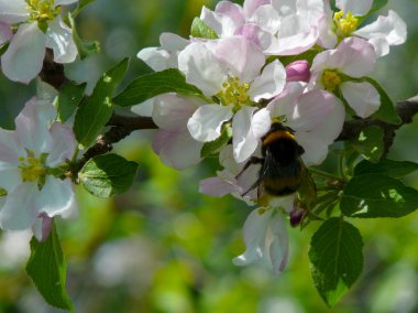 Rusya'nın güzel doğa