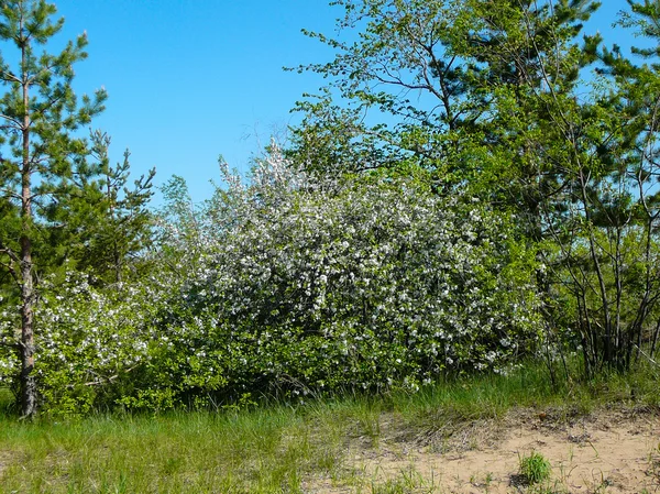 Bela natureza da Rússia — Fotografia de Stock