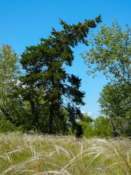 Bela natureza da Rússia — Fotografia de Stock