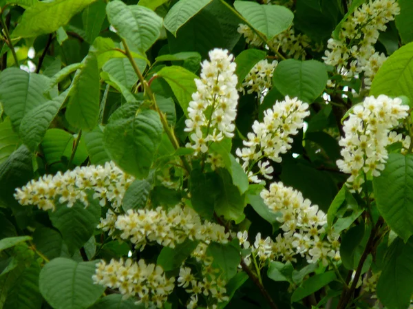 Bela natureza da Rússia — Fotografia de Stock