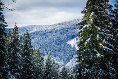 Karla kaplı dağlar ve ormanlar, doğa