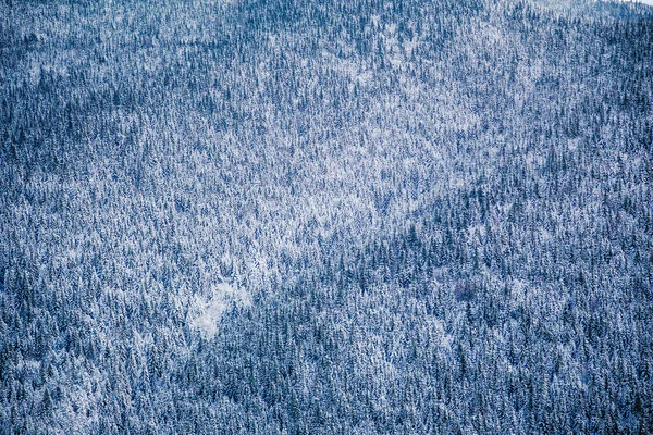 Alberi innevati, montagne naturali — Foto Stock