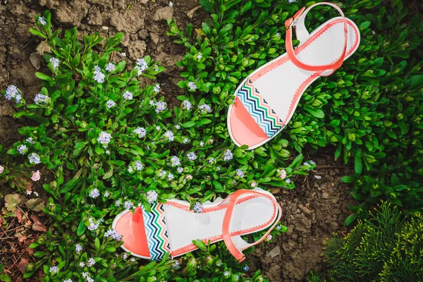 Women's sandals on a background of flowers — Stock Photo, Image