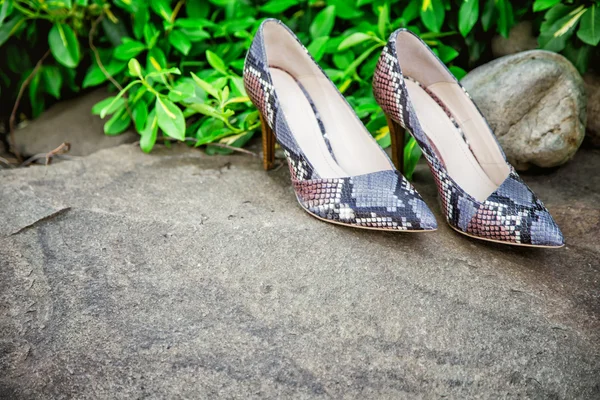 female shoes with heels of snake skin on a rock