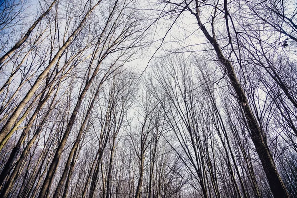 Textura de fondo, árbol sin hojas contra el cielo — Foto de Stock