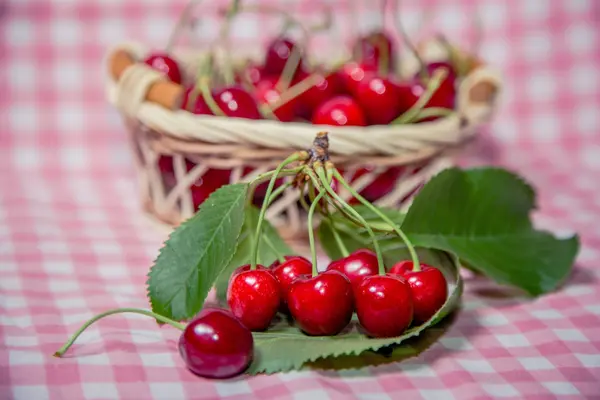 Sprig de cerejas, cerejas maduras — Fotografia de Stock