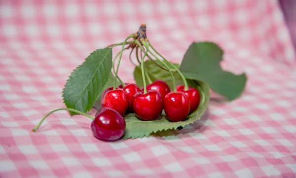 Sprig de cerejas, cerejas maduras — Fotografia de Stock