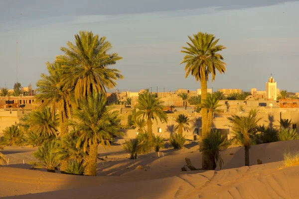 Palmen am Rande des merzouga Dorfes — Stockfoto