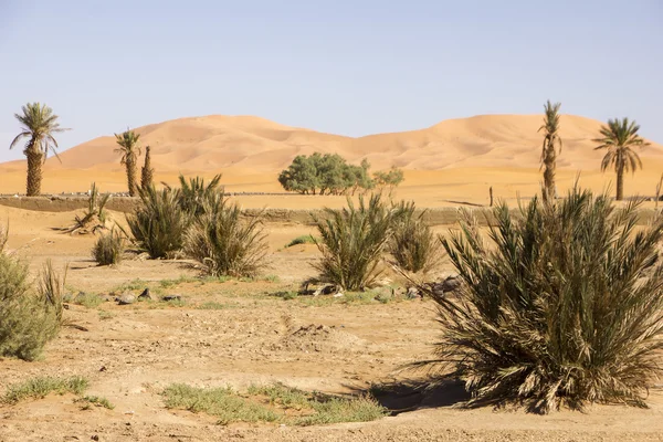 Desert Vegetation Beneath The Spotless Sky — Stock Photo, Image