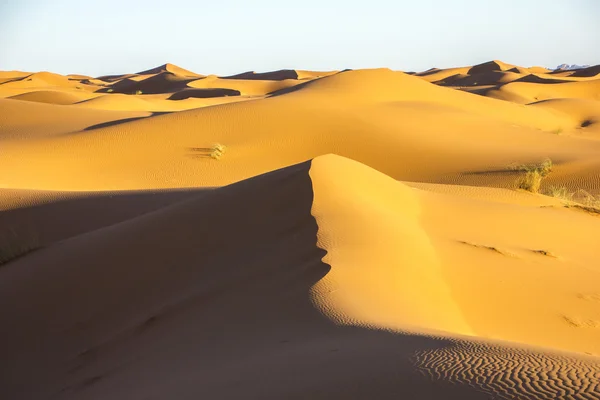 Тени золотых морей дюн — стоковое фото